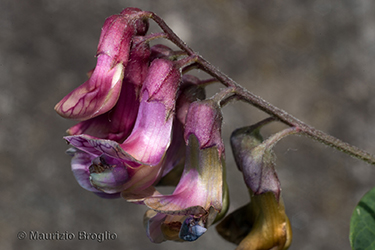 Immagine 8 di 13 - Lathyrus niger (L.) Bernh.