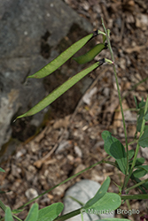 Immagine 11 di 13 - Lathyrus niger (L.) Bernh.