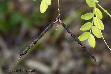 Immagine 12 di 13 - Lathyrus niger (L.) Bernh.
