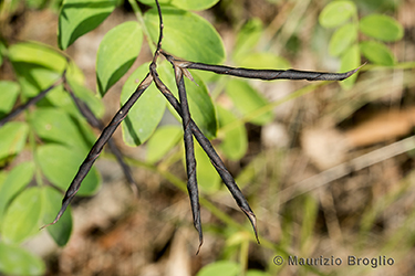 Immagine 13 di 13 - Lathyrus niger (L.) Bernh.