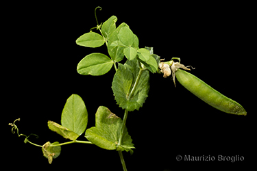 Immagine 1 di 8 - Lathyrus oleraceus Lam. subsp. biflorus (Raf.) H. Schaef., Coulot & Rabaute