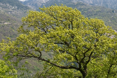 Immagine 1 di 8 - Quercus pubescens Willd.