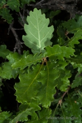 Immagine 3 di 8 - Quercus pubescens Willd.