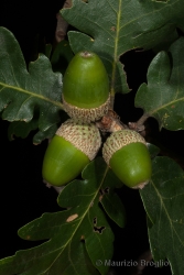 Immagine 4 di 8 - Quercus pubescens Willd.