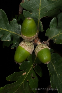 Quercus pubescens Willd.