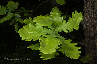 Immagine 1 di 7 - Quercus robur L.