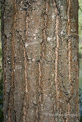 Immagine 5 di 7 - Quercus robur L.