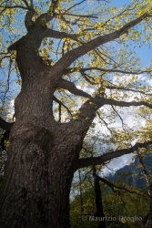 Immagine 2 di 4 - Quercus petraea (Matt.) Liebl.