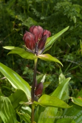 Immagine 4 di 5 - Gentiana purpurea L.