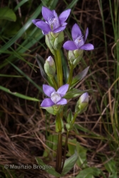 Immagine 1 di 5 - Gentianella campestris (L.) Börner