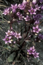 Immagine 1 di 5 - Gentianella ramosa (Hegetschw.) Holub