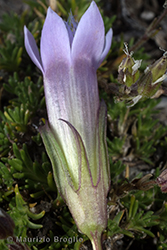 Immagine 5 di 5 - Gentianella ramosa (Hegetschw.) Holub