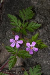 Immagine 3 di 4 - Geranium robertianum L.