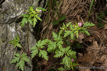 Immagine 7 di 12 - Geranium purpureum Vill.