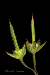 Immagine 7 di 8 - Geranium dissectum L.