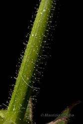 Immagine 8 di 8 - Geranium dissectum L.