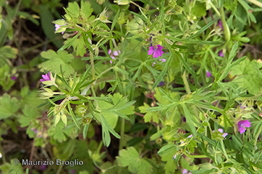 Immagine 10 di 10 - Geranium dissectum L.