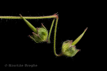 Immagine 4 di 5 - Geranium molle L.