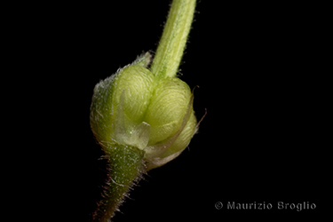 Immagine 5 di 5 - Geranium molle L.