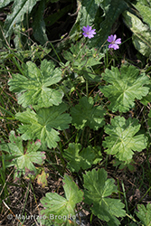 Immagine 3 di 6 - Geranium pyrenaicum Burm. f.
