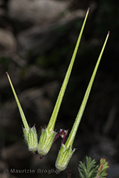 Immagine 6 di 6 - Erodium cicutarium (L.) L'Hér.