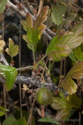 Immagine 1 di 9 - Ribes uva-crispa L.