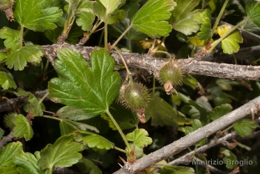 Immagine 2 di 9 - Ribes uva-crispa L.