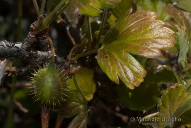 Immagine 3 di 9 - Ribes uva-crispa L.