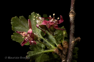 Immagine 8 di 9 - Ribes uva-crispa L.