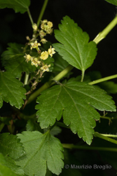 Immagine 3 di 12 - Ribes alpinum L.