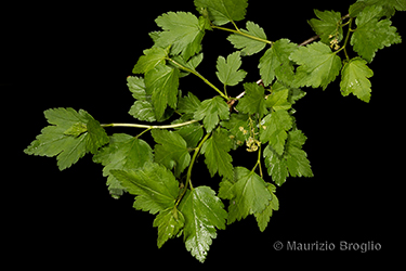 Immagine 4 di 12 - Ribes alpinum L.