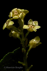 Immagine 7 di 12 - Ribes alpinum L.