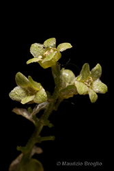 Immagine 8 di 12 - Ribes alpinum L.