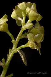 Immagine 9 di 12 - Ribes alpinum L.