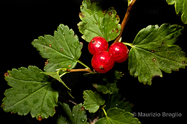 Immagine 11 di 12 - Ribes alpinum L.