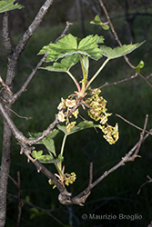 Immagine 3 di 10 - Ribes rubrum L.