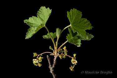 Immagine 6 di 10 - Ribes rubrum L.