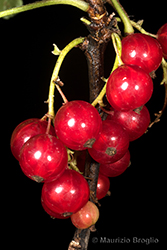 Immagine 10 di 10 - Ribes rubrum L.