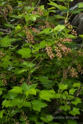Immagine 1 di 6 - Ribes petraeum Wulfen