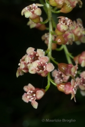 Immagine 4 di 6 - Ribes petraeum Wulfen