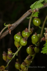 Immagine 5 di 6 - Ribes petraeum Wulfen