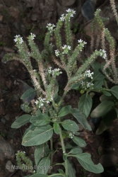 Immagine 2 di 4 - Heliotropium europaeum L.