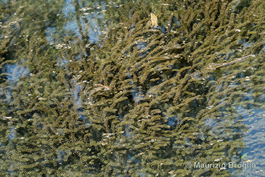 Immagine 1 di 7 - Elodea canadensis Michx.