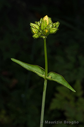 Immagine 4 di 7 - Hypericum montanum L.