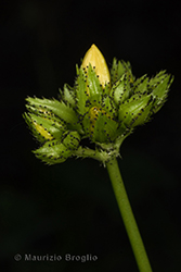 Immagine 5 di 7 - Hypericum montanum L.
