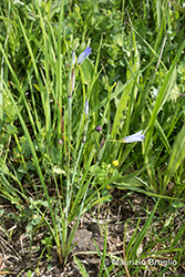 Immagine 1 di 4 - Sisyrinchium montanum Greene