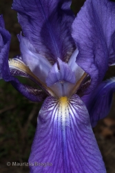 Immagine 4 di 7 - Iris perrieri Simonet ex N.Service