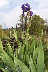 Immagine 2 di 5 - Iris germanica L.