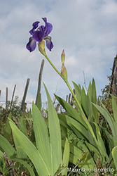 Immagine 3 di 5 - Iris germanica L.