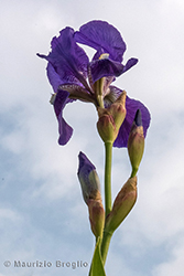 Immagine 4 di 5 - Iris germanica L.